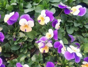 丸い5弁の花が咲くビオラ