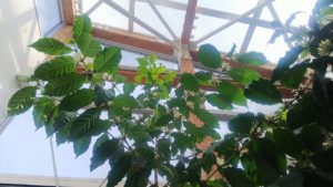 枝に連なって咲くコーヒーの花