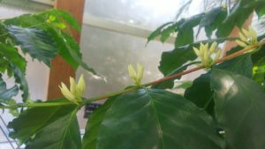 つぼみが膨らむコーヒーの花