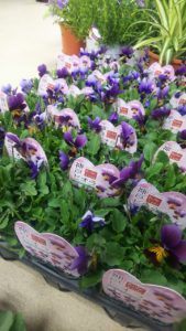 来週からセンターに春を告げる花が咲き誇ります♪