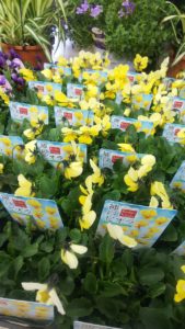 黄色い小さなうさぎの顔のようなビオラ