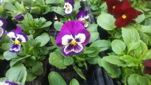 紫の中心にある白い部分の下の方に細い線が入っている