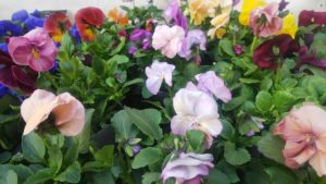 パンジーには珍しい八重の花