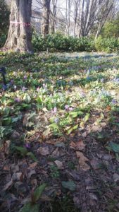 カタクリ、遂に開花！