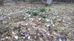 園内の開花状況