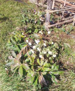 園内の開花状況