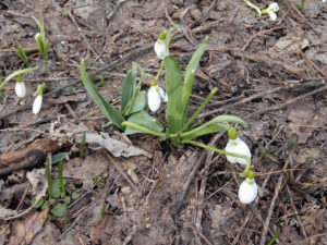 センターだより4月号と春