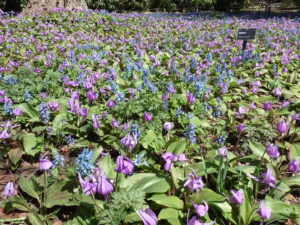 園内の開花情報