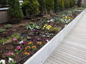 センター2階のルーフガーデンで、色とりどりのパンジー、ヴィオラが植えられている