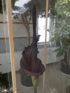 赤黒い肉穂花序が、赤黒く大きく開いた仏炎苞