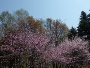 濃いピンクと薄いピンクの桜が並んで咲き、後ろのシラカバも新芽が見えている