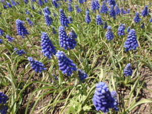 紫色のブドウのように小さな花がたくさんついたムスカリ