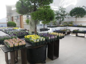 彩りよく置かれたパンジーヴィオラの様子