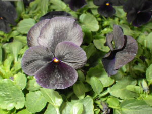 シックな黒の花色が美しいヴィオラ