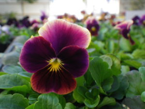 ピンクパープル色のグラデーションがかかっているヴィオラ