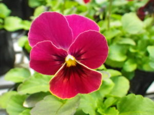 ローズレッド系のヴィオラ