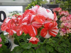 白にオレンジの絞りの入ったゼラニウムのアップ写真