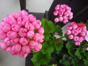 ピンクのチューリップ咲きゼラニウムのアップ写真