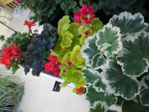 手前から、白い斑の入ったゼラニウム、黄葉のゼラニウム、銅葉のゼラニウム