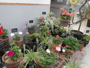 素焼き鉢に植えられた展示全体のゼラニウム