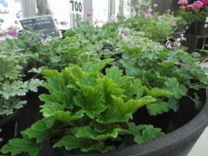 香りのあるセンテッドゼラニウムが並んでる