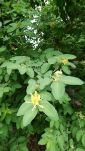 黄色の細い花弁が目立つ