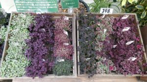 カラフルなクローバーが並ぶ