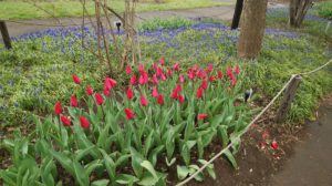 赤いチューリップが咲くさま