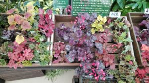 赤や黄色のヒューケラが並ぶ