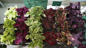 葉に赤や緑の模様が入るコリウス