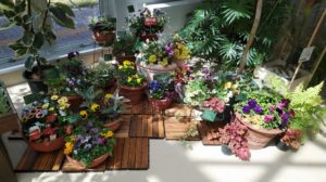 カラーリーフの寄せ植え見本