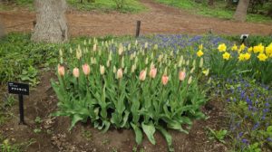 チューリップの薄いピンクのつぼみ