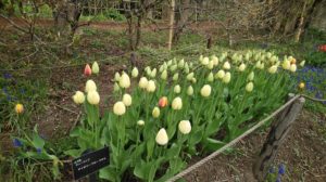 クリーム色に色付くチューリップの蕾