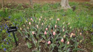 薄ピンクに色付くチューリップの蕾