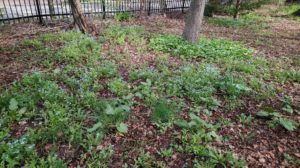 本日の園内開花情報とセンターだより5月号