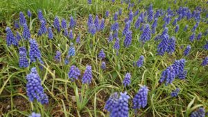 紫の花が咲くムスカリ