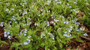 水色の小さな花をつけるワスレナグサ