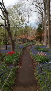 ムスカリの小径の様子