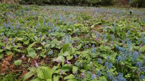 エゾエンゴサクとカタクリの群生地