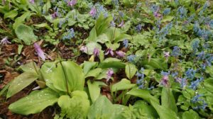 咲き終わったカタクリ