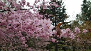 濃いピンクの花が咲くサトザクラ