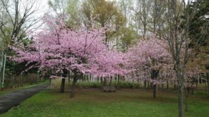 満開の桜でピンクに染まる木
