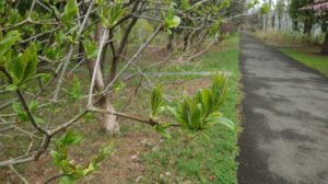 新芽が膨らむライラック