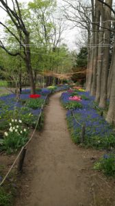 青や赤で色彩豊かなムスカリの小径