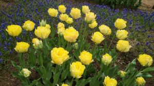 八重咲きでレモンイエローのチューリップ