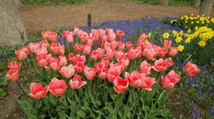 サーモンピンクのチューリップ