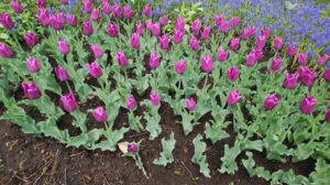 薄紫色のチューリップ