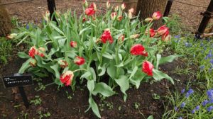 赤い花びらの縁がギザギザになっている