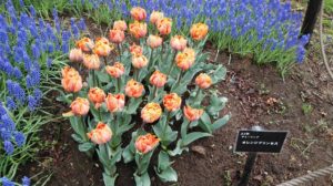 オレンジ色の花びらが何重にも重なる