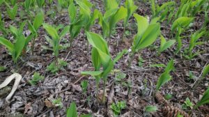 蕾が上がるスズラン